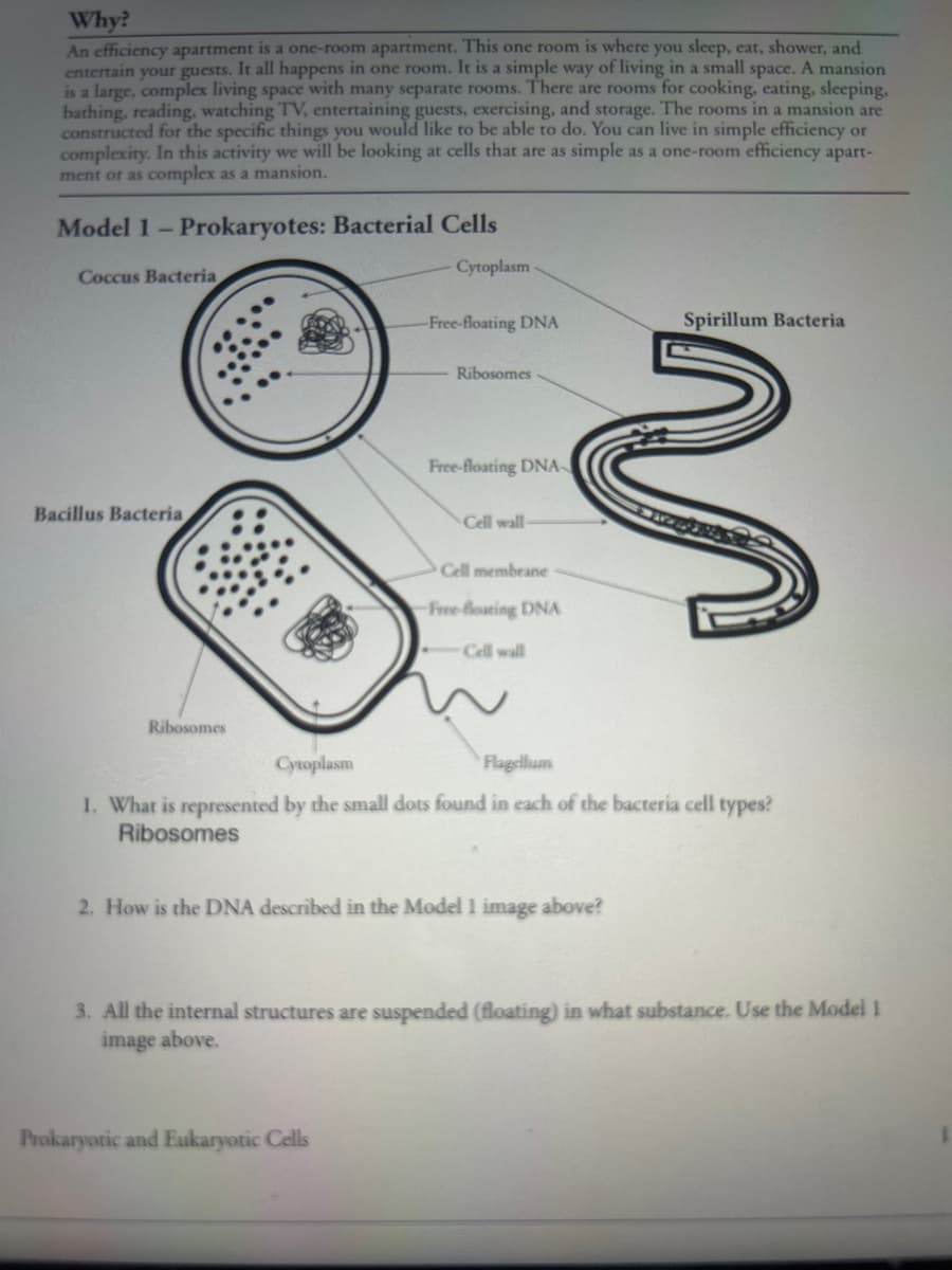 Why?
An efficiency apartment is a one-room apartment. This one room is where you sleep, eat, shower, and
entertain your guests. It all happens in one room. It is a simple way of living in a small space. A mansion
is a large, complex living space with many separate rooms. There are rooms for cooking, eating, sleeping,
bathing, reading, watching TV, entertaining guests, exercising, and storage. The rooms in a mansion are
constructed for the specific things you would like to be able to do. You can live in simple efficiency or
complexity. In this activity we will be looking at cells that are as simple as a one-room efficiency apart-
ment or as complex as a mansion.
Model 1 - Prokaryotes: Bacterial Cells
Cytoplasm
Coccus Bacteria
Bacillus Bacteria
Ribosomes
-Free-floating DNA
Ribosomes
Prokaryotic and Eukaryotic Cells
Free-floating DNA-
Cell wall-
Spirillum Bacteria
3
Cell membrane
-Free-floating DNA
Cell wall
Cytoplasm
Flagellum
1. What is represented by the small dots found in each of the bacteria cell types?
Ribosomes
2. How is the DNA described in the Model 1 image above?
3. All the internal structures are suspended (floating) in what substance. Use the Model 1
image above.