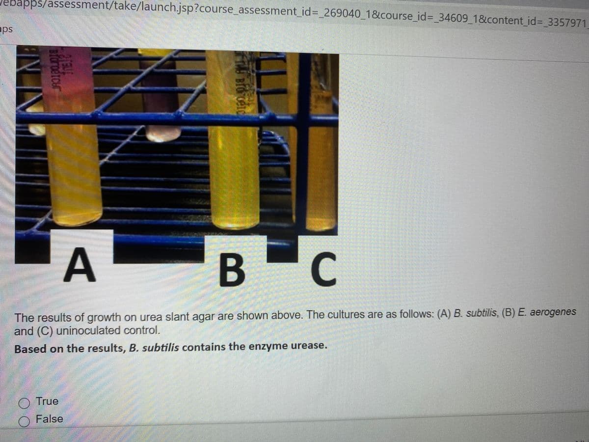 ebapps/assessment/take/launch.jsp?course_assessment_id%3D_269040_1&course_id%3D_34609_1&content id= 3357971
aps
A
В -С
The results of growth on urea slant agar are shown above. The cultures are as follows: (A) B. subtilis, (B) E. aerogenes
and (C) uninoculated control.
Based on the results, B. subtilis contains the enzyme urease.
O True
O False
Bioroetcur
