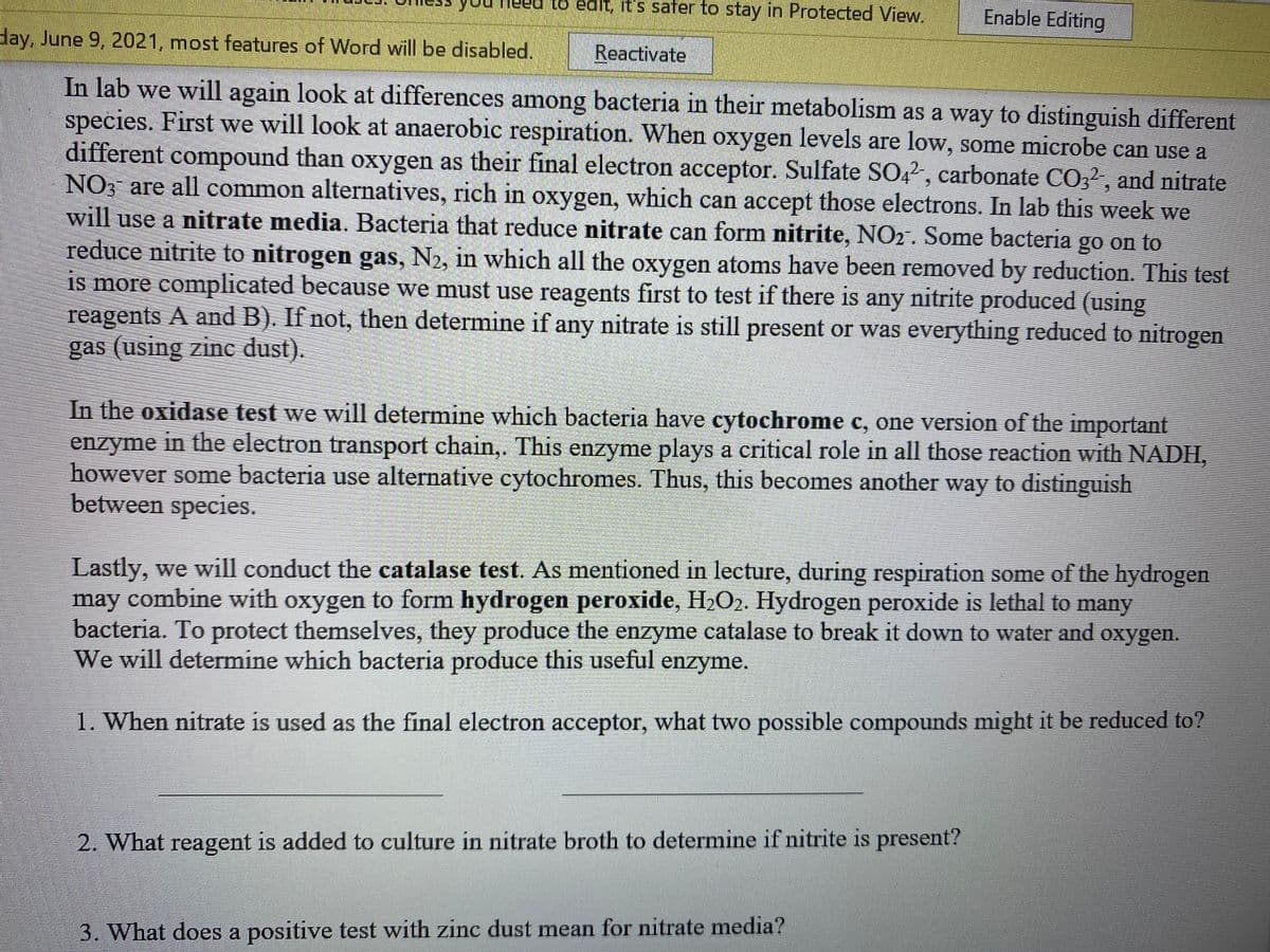 you
to edit, it's safer to stay in Protected View.
Enable Editing
day, June 9, 2021, most features of Word will be disabled.
Reactivate
In lab we will again look at differences among bacteria in their metabolism as a way to distinguish different
species. First we will look at anaerobic respiration. When oxygen levels are low, some microbe can use a
different compound than oxygen as their final electron acceptor. Sulfate SO,2, carbonate CO,2, and nitrate
NO, are all common alternatives, rich in oxygen, which can accept those electrons. In lab this week we
will use a nitrate media. Bacteria that reduce nitrate can form nitrite, NO2. Some bacteria go on to
reduce nitrite to nitrogen gas, N2, in which all the oxygen atoms have been removed by reduction. This test
is more complicated because we must use reagents first to test if there is any nitrite produced (using
reagents A and B). If not, then determine if any nitrate is still present or was everything reduced to nitrogen
gas (using zinc dust).
In the oxidase test we will determine which bacteria have cytochrome c, one version of the important
enzyme in the electron transport chain,. This enzyme plays a critical role in all those reaction with NADH,
however some bacteria use alternative cytochromes. Thus, this becomes another way to distinguish
between species.
Lastly, we will conduct the catalase test. As mentioned in lecture, during respiration some of the hydrogen
may combine with oxygen to form hydrogen peroxide, H2O2. Hydrogen peroxide is lethal to many
bacteria. To protect themselves, they produce the enzyme catalase to break it down to water and oxygen.
We will determine which bacteria produce this useful enzyme.
1. When nitrate is used as the final electron acceptor, what two possible compounds might it be reduced to?
2. What reagent is added to culture in nitrate broth to determine if nitrite is present?
3. What does a positive test with zinc dust mean for nitrate media?
