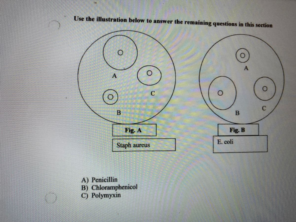 Use the illustration below to answer the remaining questions in this section
C.
C.
B
Fig. A
Fig. B
E. coli
Staph aureus
A) Penicillin
B) Chloramphenicol
C) Polymyxin
LEGO
A.
