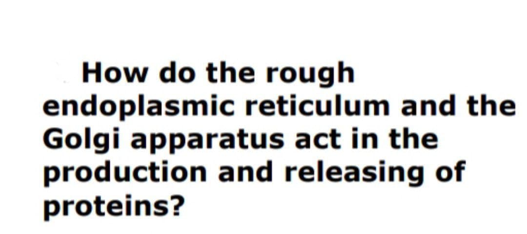 How do the rough
endoplasmic reticulum and the
Golgi apparatus act in the
production and releasing of
proteins?
