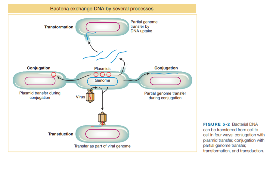 Bacteria exchange DNA by several processes
Partial genome
| transfer by
DNA uptake
Transformation
Conjugation
Plasmids
Conjugation
Genome
Plasmid transfer during
conjugation
Partial genome transfer
during conjugation
Virus
FIGURE 5-2 Bacterial DNA
can be transferred from cell to
Transduction
cell in four ways: conjugation with
plasmid transfer, conjugation with
partial genome transfer,
Transfer as part of viral genome
transformation, and transduction.
