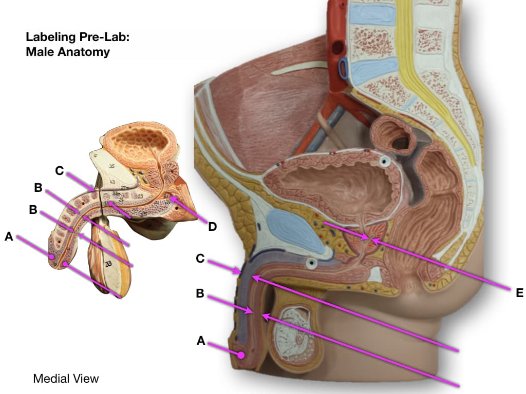 A
Labeling Pre-Lab:
Male Anatomy
B
B
Medial View
с
B
A
E