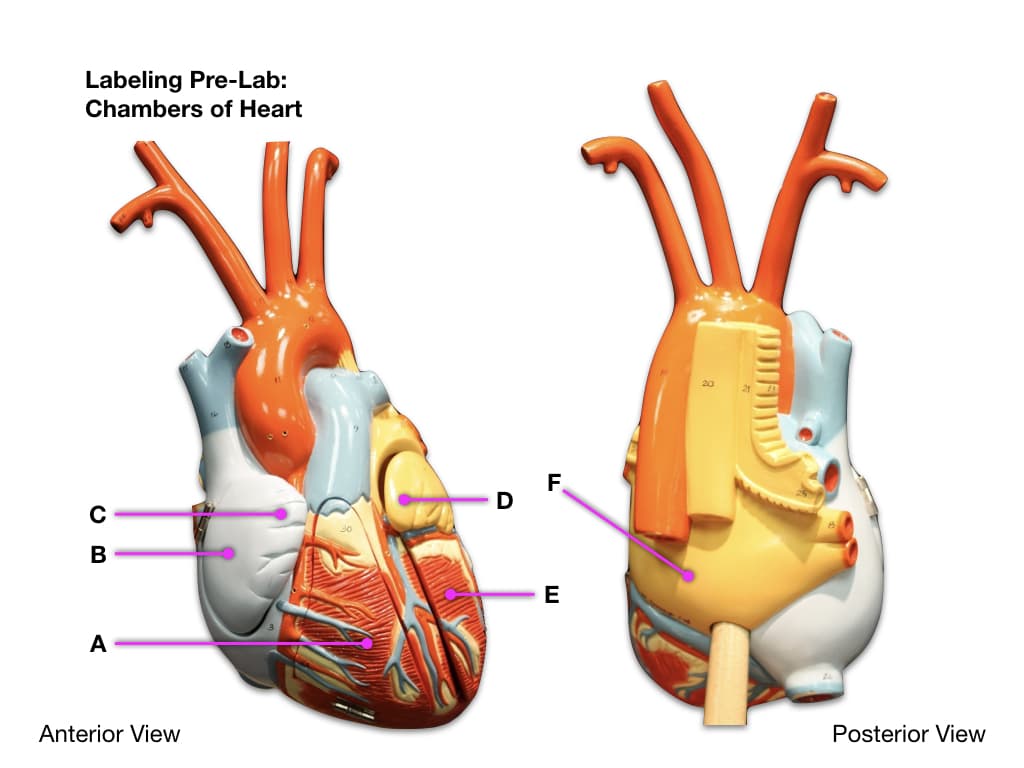Labeling Pre-Lab:
Chambers of Heart
CB
с
A
Anterior View
F
E
Posterior View