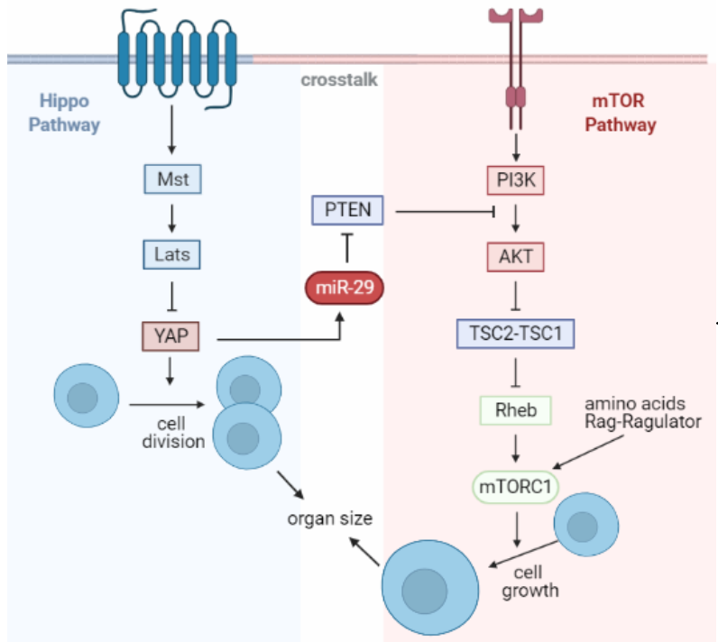 crosstalk
MTOR
Hippo
Pathway
Pathway
Mst
РІЗК
PTEN
Lats
АКТ
miR-29
YAP
TSC2-TSC1
amino acids
Rag-Ragulator
Rheb
cell
division
MTORC1
organ size
cell
growth
畫-
