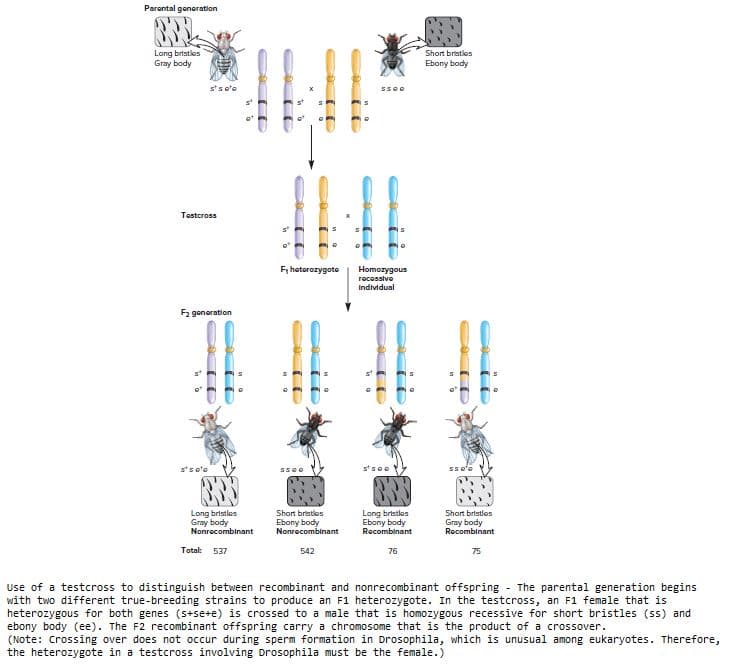 Parontal generation
Long brtstles
Gray body
Short bristles
Ebony body
stso'e
sse0
Tostcross
F, hotorozygote
Homozygous
rocessive
Individual
F2 gonoration
s'so'e
Sse'e
Long bristles
Gray body
Nonrecombinant
Short bristlos
Ebony body
Nonrecombinant
Long bristles
Ebony body
Recombinant
Short bristles
Gray body
Rocombinant
Total:
537
542
76
75
Use of a testcross to distinguish between recombinant and nonrecombinant offspring - The parental generation begins
with two different true-breeding strains to produce an F1 heterozygote. In the testcross, an F1 female that is
heterozygous for both genes (s+se+e) is crossed to a male that is homozygous recessive for short bristles (ss) and
ebony body (ee). The F2 recombinant offspring carry a chromosome that is the product of a crossover.
(Note: Crossing over does not occur during sperm formation in Drosophila, which is unusual among eukaryotes. Therefore,
the heterozygote in a testcross involving Drosophila must be the female.)
