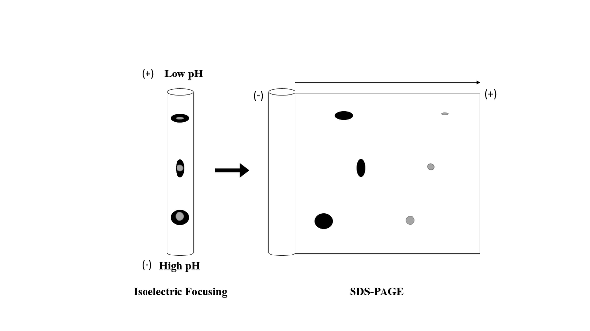 (+) Low pH
(-)
(+)
(-) High pH
Isoelectric Focusing
SDS-PAGE
↑
