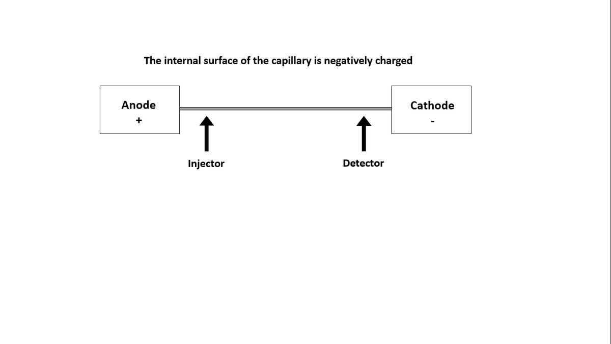 The internal surface of the capillary is negatively charged
Anode
Cathode
↑
↑
Injector
Detector
