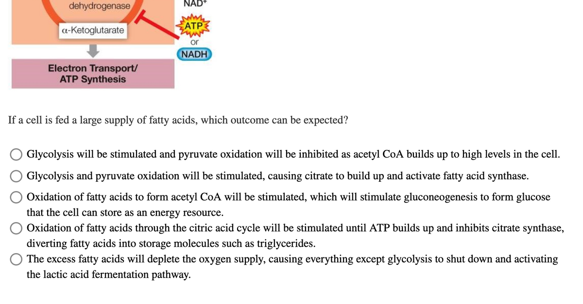 NAD*
dehydrogenase
АТР.
a-Ketoglutarate
or
NADH
Electron Transport/
ATP Synthesis
If a cell is fed a large supply of fatty acids, which outcome can be expected?
Glycolysis will be stimulated and pyruvate oxidation will be inhibited as acetyl CoA builds up to high levels in the cell.
Glycolysis and pyruvate oxidation will be stimulated, causing citrate to build up and activate fatty acid synthase.
Oxidation of fatty acids to form acetyl CoA will be stimulated, which will stimulate gluconeogenesis to form glucose
that the cell can store as an energy resource.
O Oxidation of fatty acids through the citric acid cycle will be stimulated until ATP builds up and inhibits citrate synthase,
diverting fatty acids into storage molecules such as triglycerides.
The excess fatty acids will deplete the oxygen supply, causing everything except glycolysis to shut down and activating
the lactic acid fermentation pathway.
