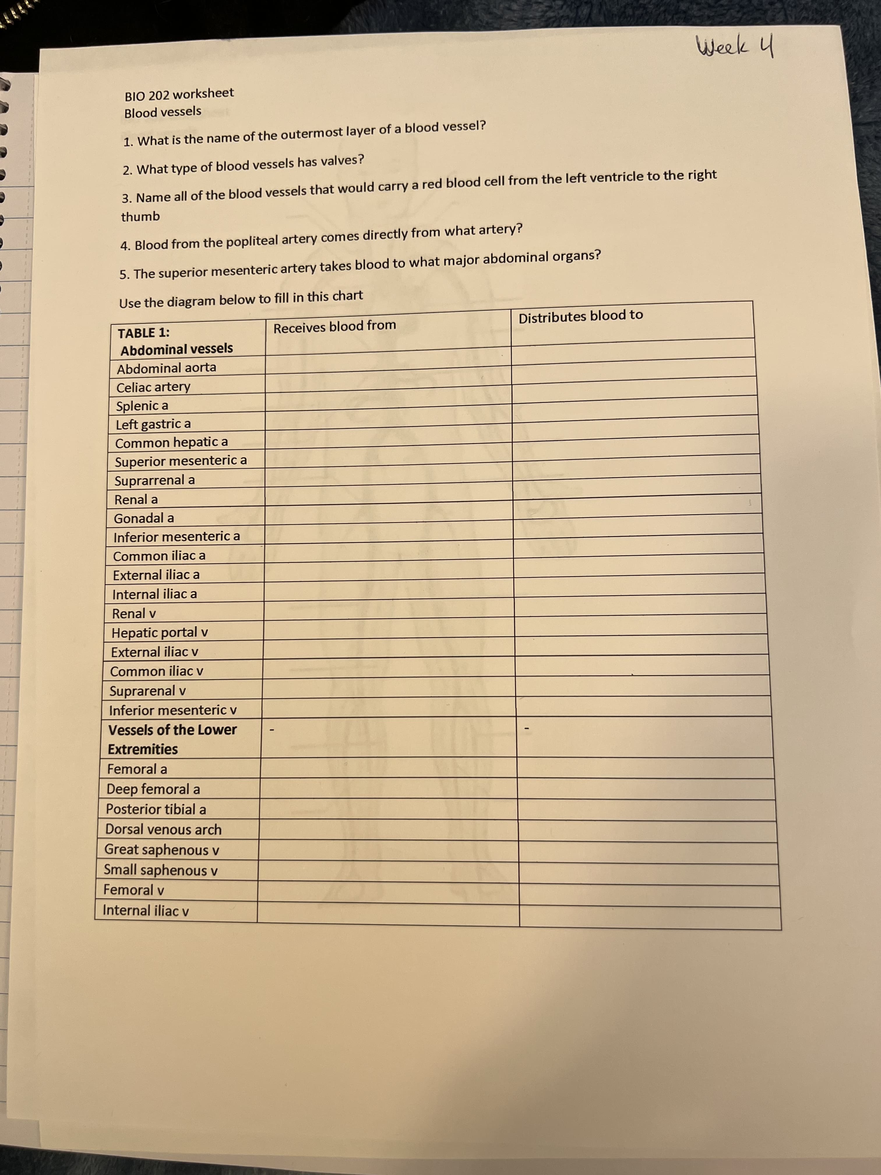 Week 4
BIO 202 worksheet
Blood vessels
1. What is the name of the outermost layer of a blood vessel?
2. What type of blood vessels has valves?
3. Name all of the blood vessels that would carry a red blood cell from the left ventricle to the right
thumb
4. Blood from the popliteal artery comes directly from what artery?
5. The superior mesenteric artery takes blood to what major abdominal organs?
Use the diagram below to fill in this chart
Distributes blood to
TABLE 1:
Receives blood from
Abdominal vessels
Abdominal aorta
Celiac artery
Splenic a
Left gastric a
Common hepatic a
Superior mesenteric a
Suprarrenal a
Renal a
Gonadal a
Inferior mesenteric a
Common iliac a
External iliac a
Internal iliac a
Renal v
Hepatic portal v
External iliac v
Common iliac v
Suprarenal v
Inferior mesenteric v
Vessels of the Lower
Extremities
Femoral a
Deep femoral a
Posterior tibial a
Dorsal venous arch
Great saphenous v
Small saphenous v
Femoral v
Internal iliac v
