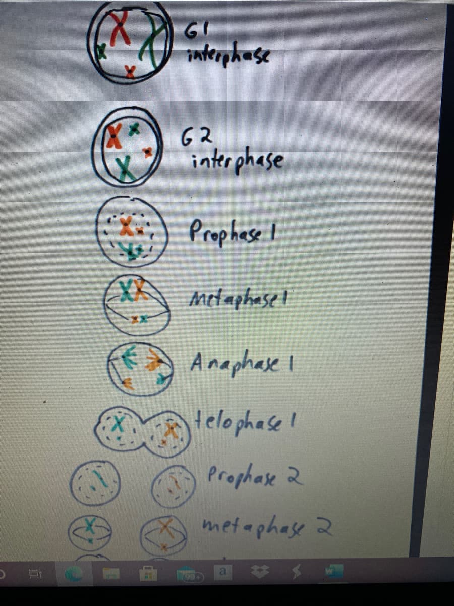 interphase
62
interphase
X)
Prophese I
XX
metaphase I
Anaphase I
telo phase!
Prophase 2
metaphase 2
