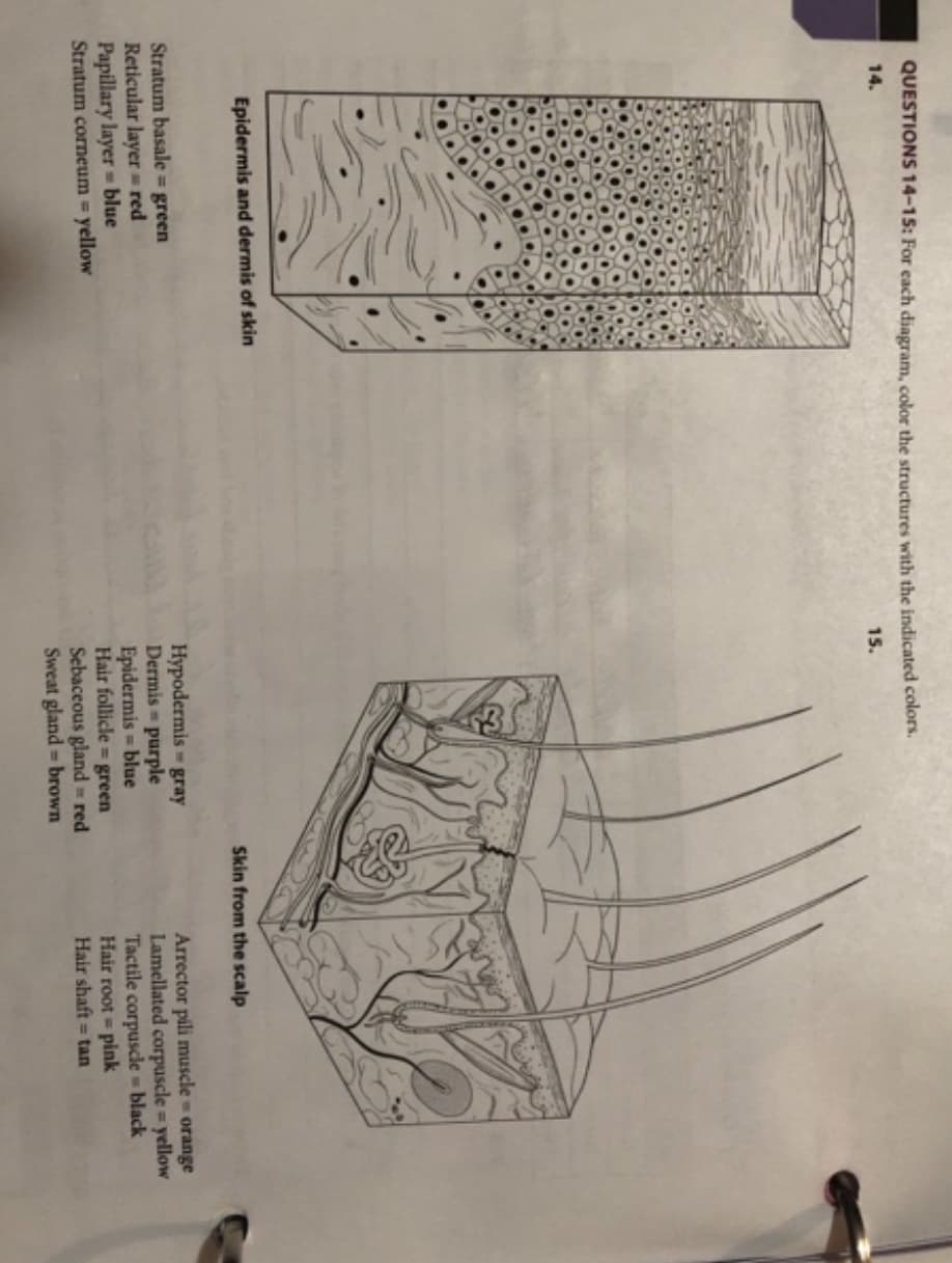 QUESTIONS 14-15: For each diagram, color the structures with the indicated colors.
15.
14.
Epidermis and dermis of skin
Stratum basale = green
Reticular layer=red
Papillary layer=blue
Stratum corneum = yellow
Hypodermis - gray
Dermis = purple
Epidermis - blue
Hair follicle green
Sebaceous gland = red
Sweat gland - brown
Skin from the scalp
Arrector pili muscle = orange
Lamellated corpuscle = yellow
Tactile corpuscle - black
Hair root = pink
Hair shaft = tan