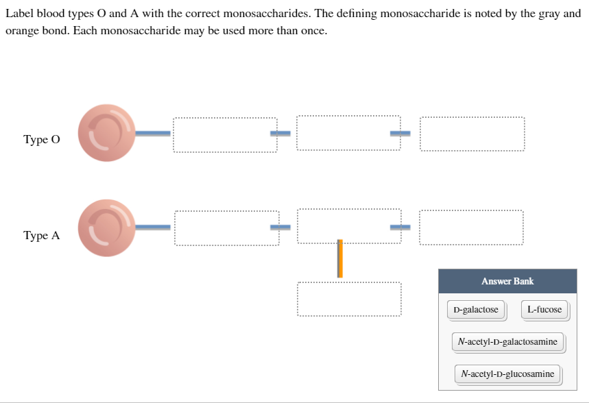 Label blood types O and A with the correct monosaccharides. The defining monosaccharide is noted by the gray and
orange bond. Each monosaccharide may be used more than once.
Туре О
Туре А
Answer Bank
D-galactose
L-fucose
N-acetyl-D-galactosamine
N-acetyl-D-glucosamine
