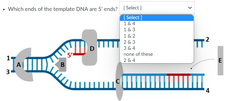 • Which ends of the template DNA are 5' ends? [Select]
[Select]
1 & 4
1 & 3
1
3
A
B
5'
1 & 2
2 & 3
3 & 4
none of these
2 & 4
2
TT²
E