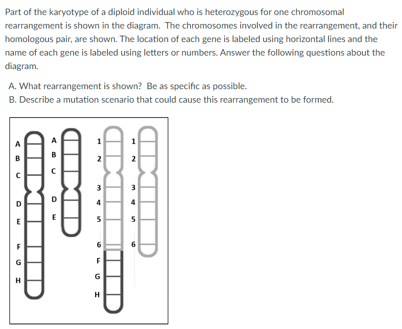 Part of the karyotype of a diploid individual who is heterozygous for one chromosomal
rearrangement is shown in the diagram. The chromosomes involved in the rearrangement, and their
homologous pair, are shown. The location of each gene is labeled using horizontal lines and the
name of each gene is labeled using letters or numbers. Answer the following questions about the
diagram.
A. What rearrangement is shown? Be as specific as possible.
B. Describe a mutation scenario that could cause this rearrangement to be formed.
A
B
D
E
F
G
H
IXI
A
B
с
D
E
IIXDD
1
2
3
4
5
6
F
G
H
D
1
2
34
5
6
X