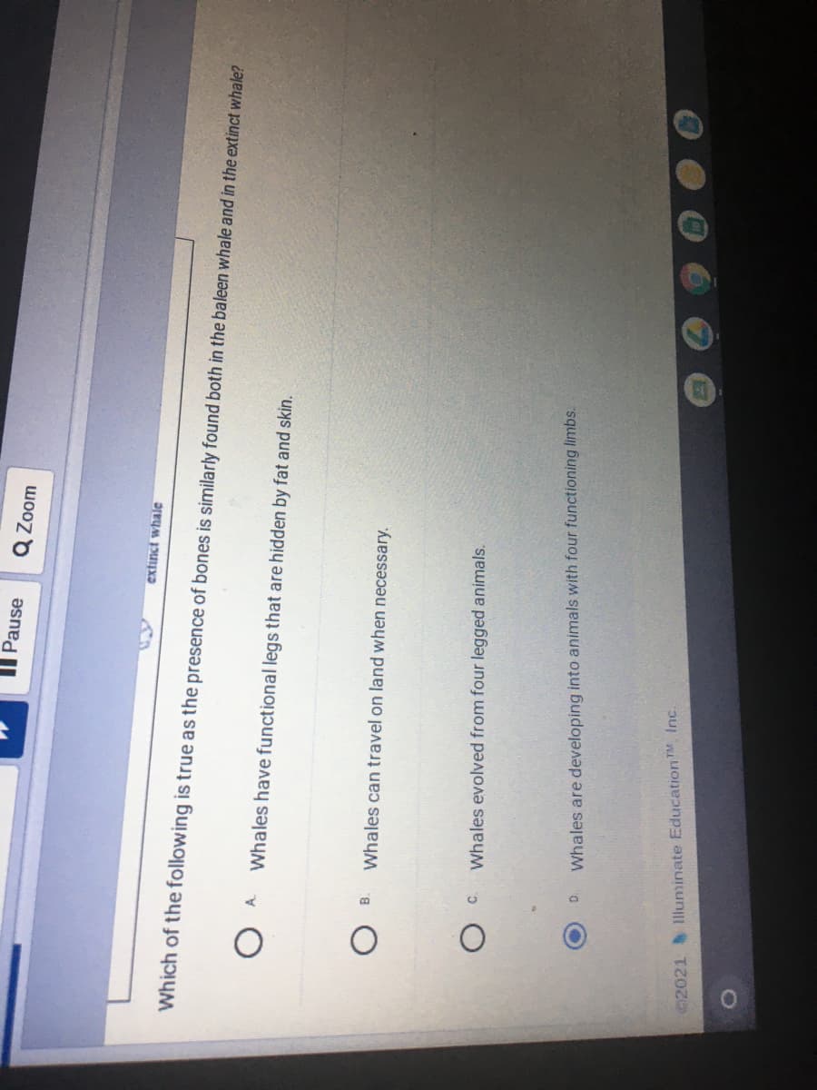II Pause
Q Zoom
extinct whale
Which of the following is true as the presence of bones is similarly found both in the baleen whale and in the extinct whale?
Whales have functional legs that are hidden by fat and skin.
B.
Whales can travel on land when necessary.
c.
Whales evolved from four legged animals.
Whales are developing into animals with four functioning limbs.
2021 1lluminate EducationTM, Inc.
