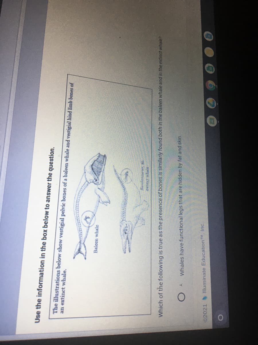 Use the information in the box below to answer the question.
The illustrations below show vestigial pelvic bones of a baleen whale and vestigial hind limb bones of
an extinct whale.
Baleen whale
extinct whale
Which of the following is true as the presence of bones is similarly found both in the baleen whale and in the extinct whale?
Whales have functional legs that are hidden by fat and skin.
2021 IIluminate EducationTM, Inc.
