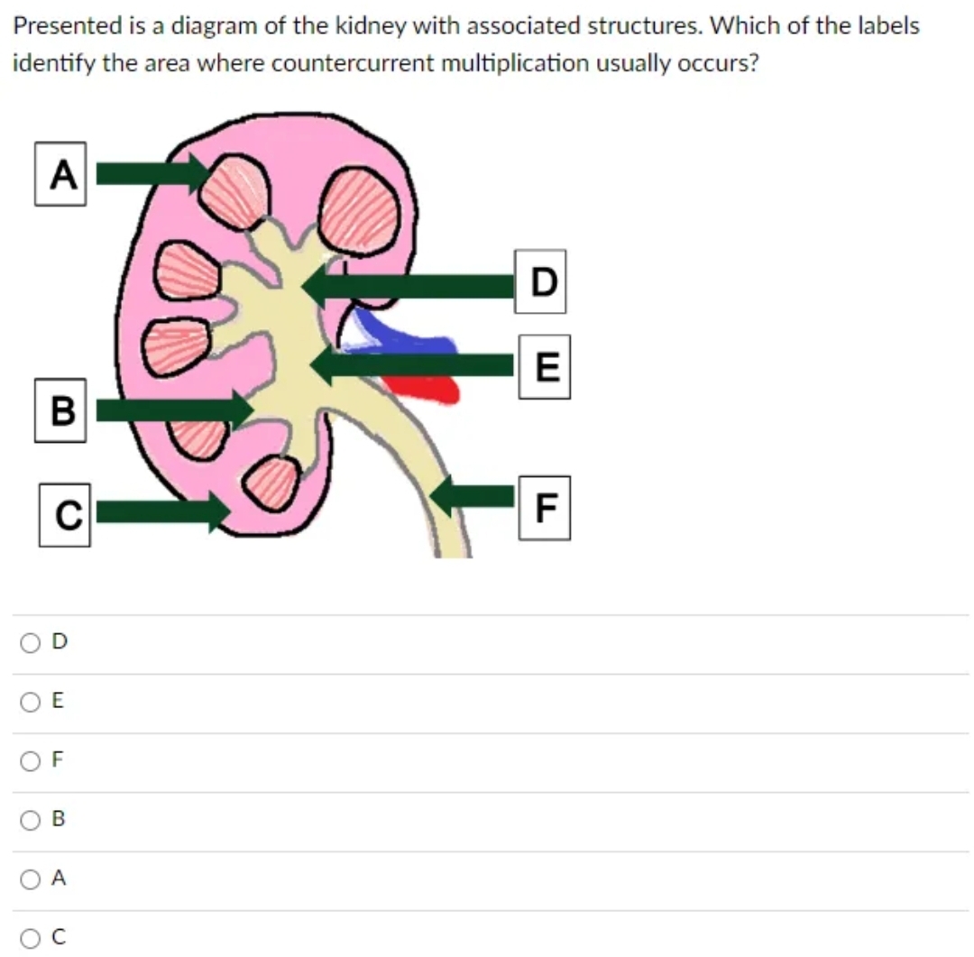 Presented is a diagram of the kidney with associated structures. Which of the labels
identify the area where countercurrent multiplication usually occurs?
O
O
O
O
O
O
A
B
C
E
F
B
A
U
poopi
D
E
F