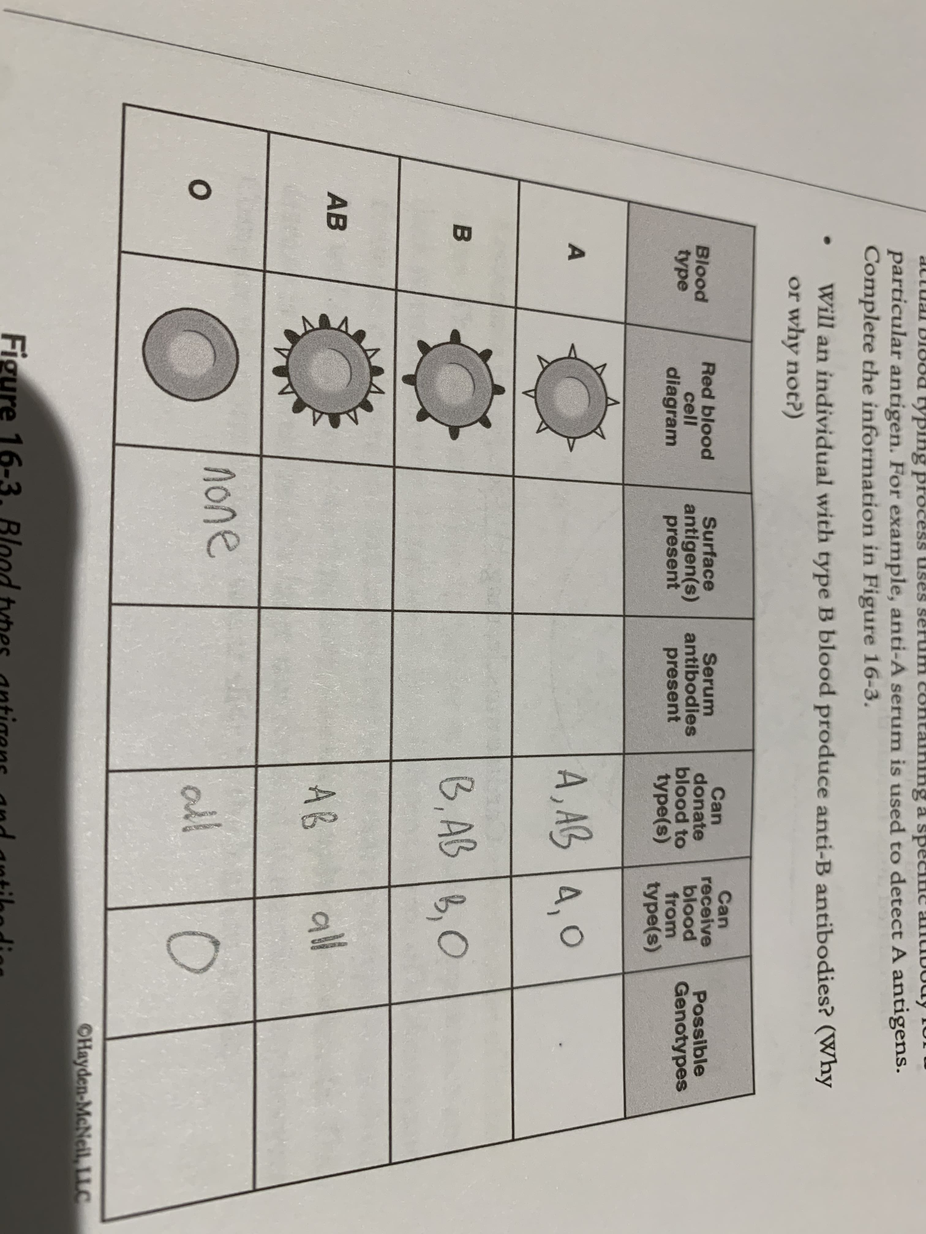 A,
altual B18ðd typing process uses seru
contalhing a speclHe antibody fo
particular antigen. For example, anti-A serum is used to detect A antigens.
Complete the information in Figure 16-3.
Will an individual with type B blood produce anti-B antibodies? (Why
or why not?)
Red blood
cell
diagram
Surface
antigen(s)
present
Serum
antibodies
present
Can
donate
blood to
type(s)
Can
receive
blood
from
type(s)
Blood
type
Possible
Genotypes
A, AB 4,0
B, AB
B,0
AB
AB
all
none
all
CHayden-MeNeil, LLC
Figure 16-3. Blood
