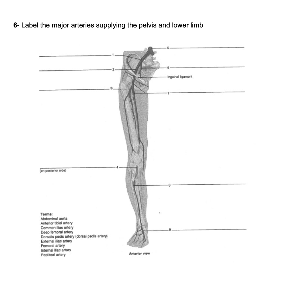 6- Label the major arteries supplying the pelvis and lower limb
Inguinal ligament
(on posterior side)
Terms:
Abdominal aorta
Anterior tibial artory
Common iliac artery
Deep femoral artery
Dorsalis pedis artery (dorsal pedis artery)
External iliac artery
Femoral artery
Internal illac artery
Popliteal artery
Anterior view
