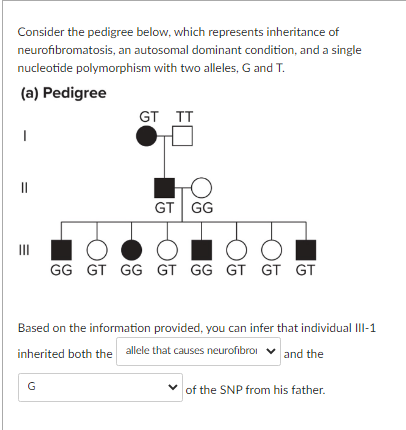 Consider the pedigree below, which represents inheritance of
neurofibromatosis, an autosomal dominant condition, and a single
nucleotide polymorphism with two alleles, G and T.
(a) Pedigree
=
|||
GT TT
G
O
GT GG
O
GG GT GG GT GG GT GT GT
Based on the information provided, you can infer that individual III-1
inherited both the allele that causes neurofibroi and the
of the SNP from his father.