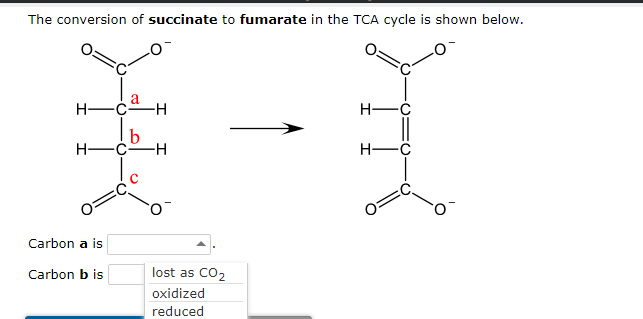 The conversion of succinate to fumarate in the TCA cycle is shown below.
a
H-CH
H-
Н—с—н
H-C
Carbon a is
Carbon b is
lost as CO2
oxidized
reduced
