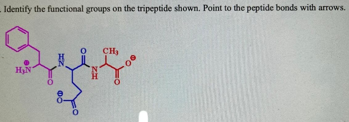 Identify the functional groups on the tripeptide shown. Point to the peptide bonds with arrows.
CH3
Syy
H₂N
N
H
0
ZI
00