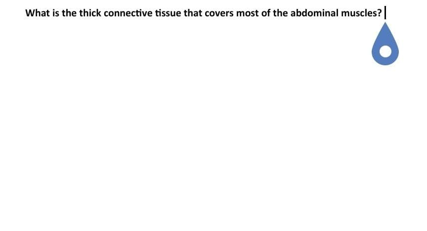 What is the thick connective tissue that covers most of the abdominal muscles?