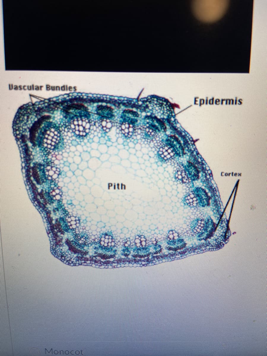 Uascular Bundles
Epidermis
Cortex
Pith
Monocot
