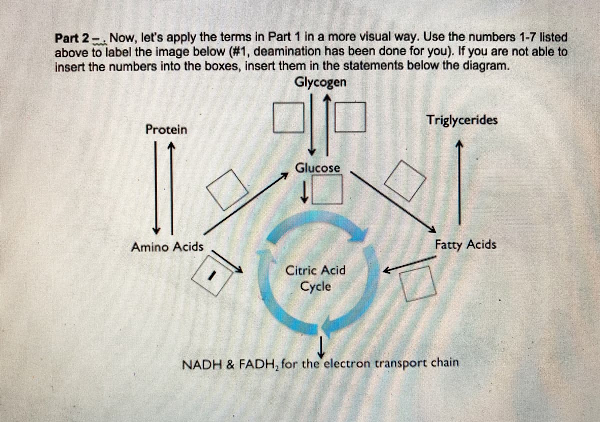 Part 2-. Now, let's apply the terms in Part 1 in a more visual way. Use the numbers 1-7 listed
above to label the image below (#1, deamination has been done for you). If you are not able to
insert the numbers into the boxes, insert them in the statements below the diagram.
Glycogen
Triglycerides
Protein
Glucose
Amino Acids
Fatty Acids
Citric Acid
Cycle
NADH & FADH, for the electron transport chain
