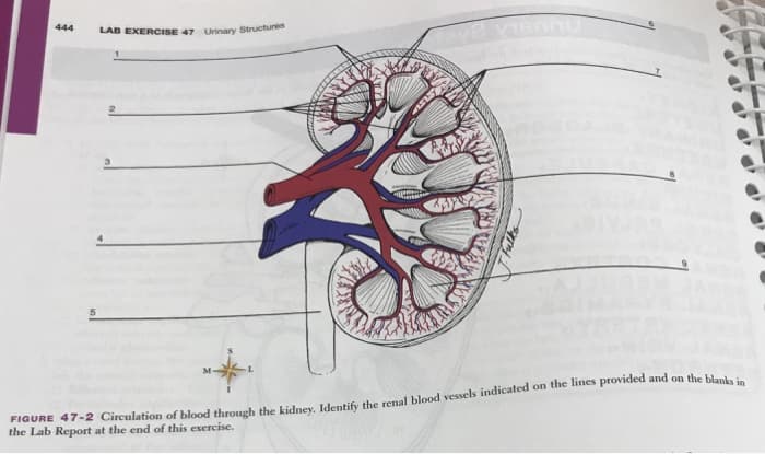 444
LAB EXERCISE 47 Urinary Structures
the Lab Report at the end of this exercise.
