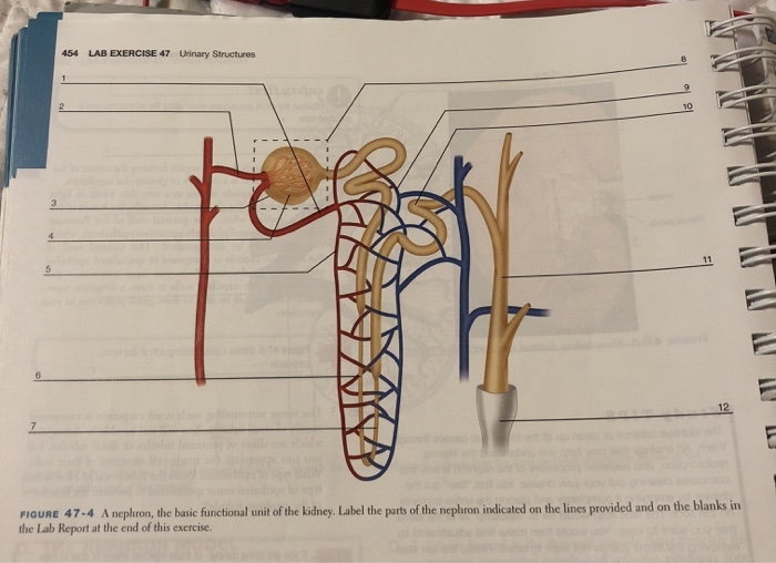 454 LAB EXERCISE 47 Urinary Structures
6
12
FIGURE 47-4 A nephron, the basic functional unit of the kidney. Label the parts of the nephron indicated on the lines provided and on the blanks in
the Lab Report at the end of this exercise.
