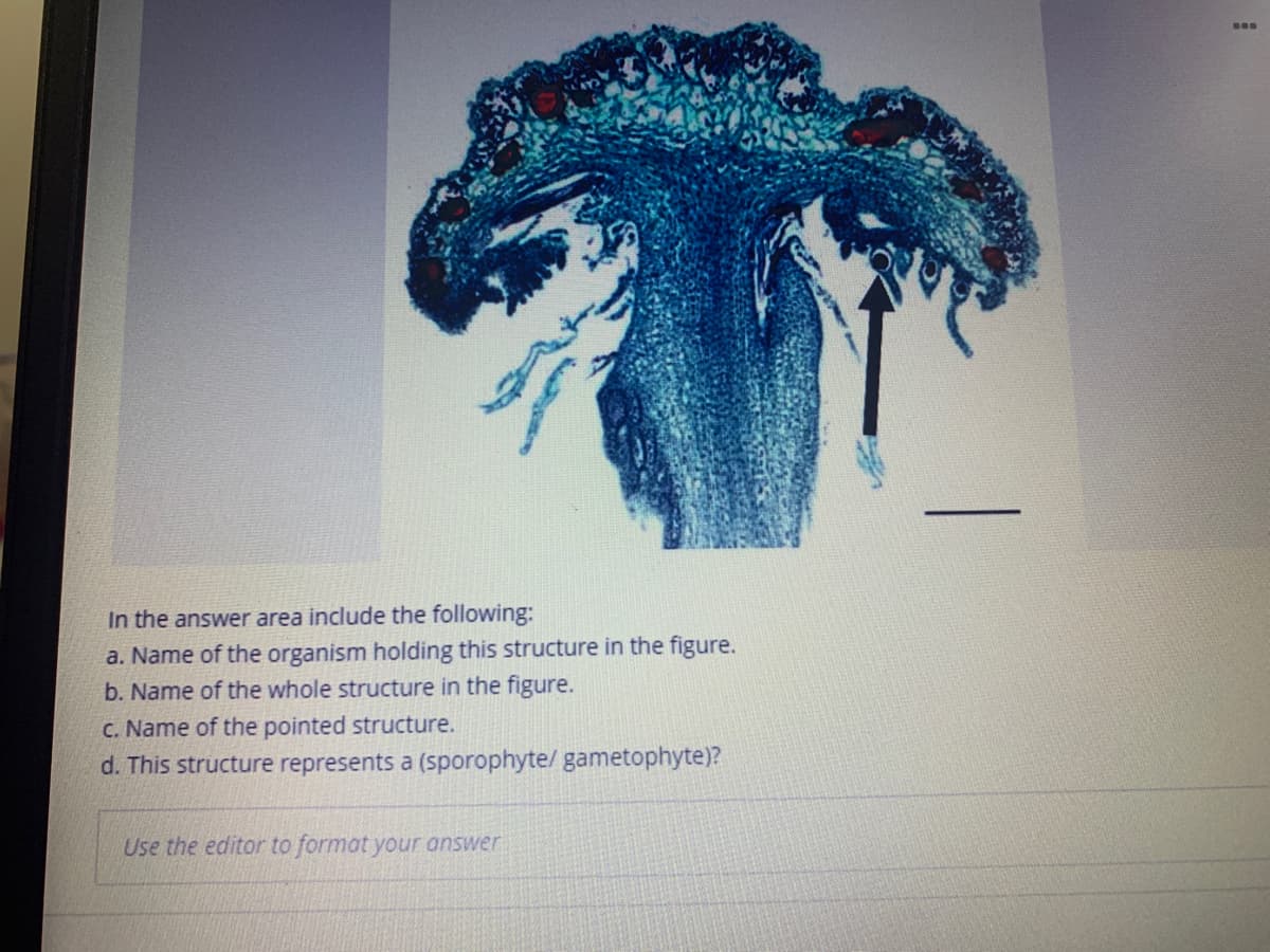 In the answer area include the following:
a. Name of the organism holding this structure in the figure.
b. Name of the whole structure in the figure.
C. Name of the pointed structure.
d. This structure represents a (sporophyte/ gametophyte)?
Use the editor to format your answer
