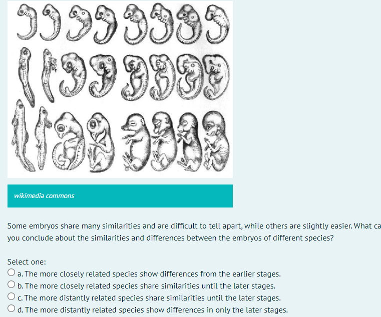 9I993339
wikimedia commons
Some embryos share many similarities and are difficult to tell apart, while others are slightly easier. What ca
you conclude about the similarities and differences between the embryos of different species?
Select one:
O a. The more closely related species show differences from the earlier stages.
O b. The more closely related species share similarities until the later stages.
O. The more distantly related species share similarities until the later stages.
O d. The more distantly related species show differences in only the later stages.
