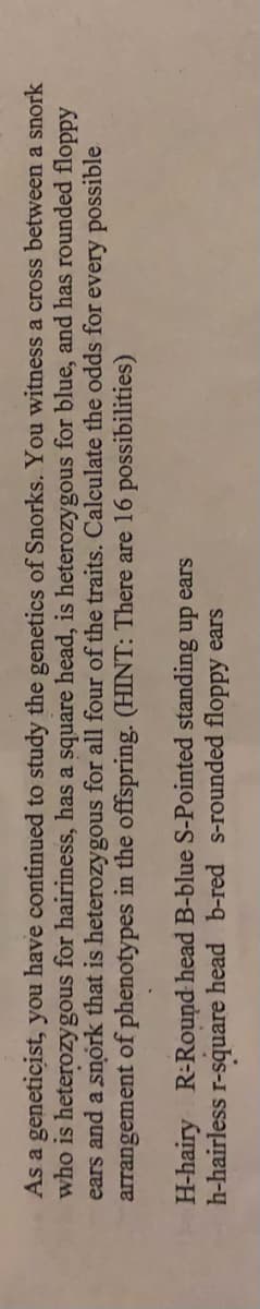 As a geneticist, you have continued to study the genetics of Snorks. You witness a cross between a snork
who is heterozygous for hairiness, has a square head, is heterozygous for blue, and has rounded floppy
ears and a snork that is heterozygous for all four of the traits. Calculate the odds for every possible
arrangement of phenotypes in the offspring. (HINT: There are 16 possibilities)
H-hairy R-Round head B-blue S-Pointed standing up ears
h-hairless r-square head b-red s-rounded floppy ears
