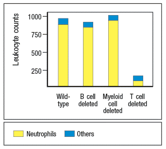 1000-
750 -
500-
250-
Wild- B cell Myeloid T cell
type deleted cell
deleted
deleted
Neutrophils
Others
Leukocyte counts
