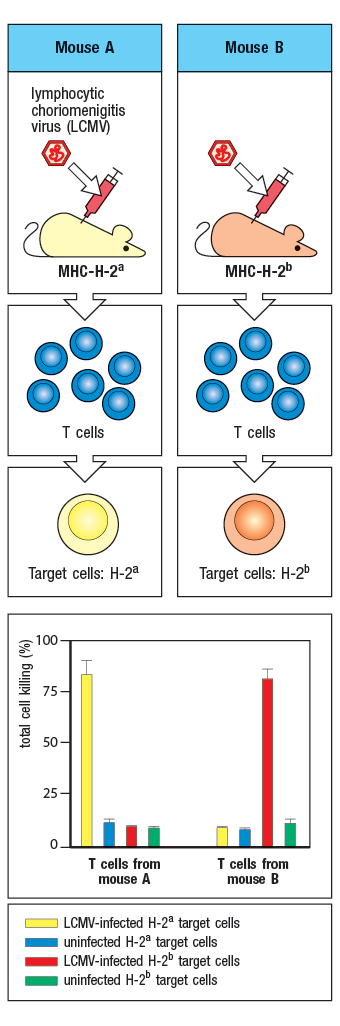 Mouse A
Mouse B
lymphocytic
choriomenigitis
virus (LCM)
MHC-H-2a
MHC-H-2b
I cells
I cells
Target cells: H-2a
Target cells: H-2b
100-
75–
8 50-
25-
0.
I cells from
I cells from
mouse B
mouse A
LCMV-infected H-2ª target cells
uninfected H-2ª target cells
LCMV-infected H-2° target cells
uninfected H-2° target cells
total cell killing (%)
