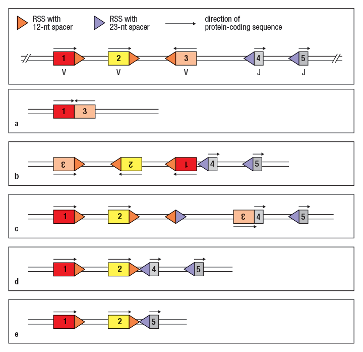 RSS with
12-nt spacer
direction of
RSS with
23-nt spacer
protein-coding sequence
1
3
4
5
V
V
V
J
J
1
a
4
5
2
b
2
4
5
d
1
2
5
e
LO
LO
2.
