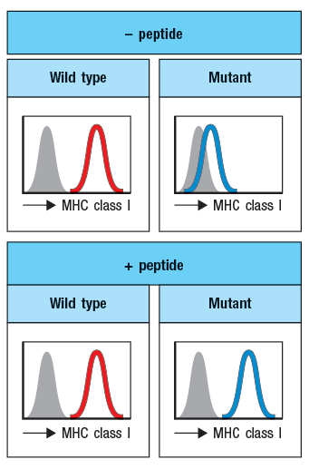 ### Wild Type vs. Mutant MHC Class I Expression

This image contains a comparative analysis of MHC Class I expression in wild type and mutant cells, both in the presence and absence of peptides.

#### Without Peptide (- peptide)

- **Wild Type**:
  - The graph on the left side displays two overlapping histograms for MHC Class I expression.
  - The grey histogram represents a control or baseline expression level.
  - The red histogram signifies the level of expression specific to the wild type without peptide.

- **Mutant**:
  - On the right, the mutant cell's MHC Class I expression is depicted.
  - The grey and blue histograms represent the control level and the mutant MHC Class I expression, respectively.
  - The mutant MHC Class I is slightly shifted compared to the control, indicating a different expression pattern compared to the wild type.

#### With Peptide (+ peptide)

- **Wild Type**:
  - The graph shows the same format: grey for the control and red for the wild type with peptide.
  - Compared to the left graph without peptide, there is a noticeable increase in the MHC Class I expression levels (as indicated by the increase in red area).

- **Mutant**:
  - The grey histogram remains the control level.
  - The blue histogram shows the MHC Class I expression in the mutant with peptide.
  - There is an increase compared to the mutant without peptide, signifying that the addition of peptide enhances MHC Class I expression but with a distinct distribution compared to the wild type.

### Interpretation

- In the absence of peptide, both the wild type and mutant express MHC Class I, but the levels are noticeably different.
- The presence of peptide significantly enhances MHC Class I expression in both cell types, suggesting that peptide stimulation is crucial for optimal MHC Class I presentation.
- Wild type cells show a more pronounced shift in histogram distribution upon peptide addition compared to mutant cells.

This diagram highlights the differential expression patterns between wild type and mutant MHC Class I, demonstrating the significant role peptides play in MHC Class I expression.