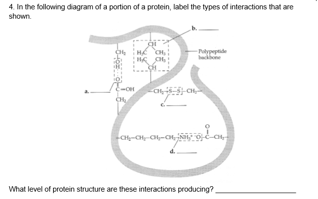 4. In the following diagram of a portion of a protein, label the types of interactions that are
shown.
CH
H;Ć `CH, |
H;C _CH3 !
CH
- Polypeptide
backbone
c=OH
CH2
-CH5–S}-CH,--
-CH;-CH-CH;-CH, NH," 0-C-CH,
d.
What level of protein structure are these interactions producing?
