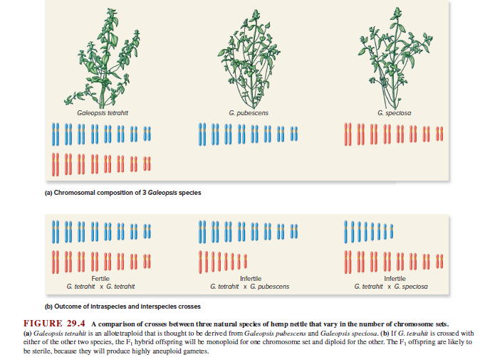 Galeopsis tetrahit
G. pubescens
G. speciosa
(a) Chromosomal compostion of 3 Galeopsis specles
Fertile
Infertile
Infertile
G. tetrahit x G. tetrahit
G. tetrahit x G. pubescens
G. tetrahit x G. speciosa
(b) Outcome of Intraspecles and Interspecles crosses
FIGURE 29.4 A comparison of crosses bet ween three natural species of hemp nettle that vary in the number of chromosome sets.
(a) Galeopsis tetrahit is an allotetraploid that is thought to be derived from Galeopsis pubescens and Galeopsis speciosa. (b) If G. tetrahit is crossed with
either of the other two species, the F, hybrid offspring will be monoploid for one chromosome set and diploid for the other. The F, offspring are likely to
be sterile, because they will produce highly aneuploid gametes.
