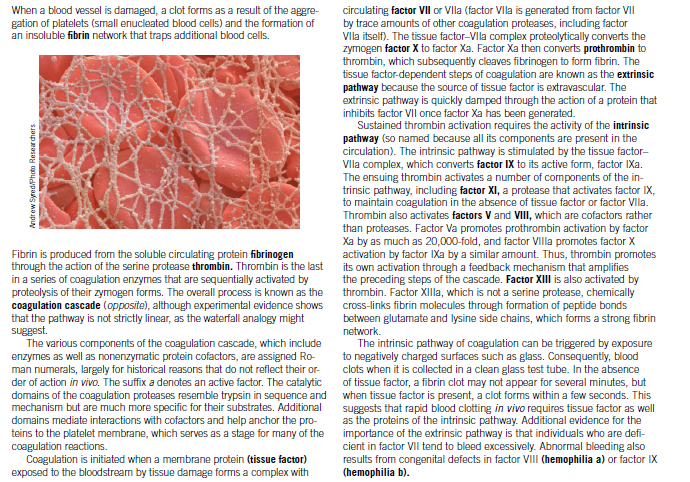 When a blood vessel is damaged, a clot forms as a result of the aggre-
gation of platelets (small enucleated blood cells) and the formation of
an insoluble fibrin network that traps additional blood cells.
circulating factor VIl or Vla (factor Vla is generated from factor VII
by trace amounts of other coagulation proteases, including factor
VIlla itself). The tissue factor-VIla complex proteolytically converts the
zymogen factor X to factor Xa. Factor Xa then converts prothrombin to
thrombin, which subsequently cleaves fibrinogen to form fibrin. The
tissue factor-dependent steps of coagulation are known as the extrinsic
pathway because the source of tissue factor is extravascular. The
extrinsic pathway is quickly damped through the action of a protein that
inhibits factor VII once factor Xa has been generated.
Sustained thrombin activation requires the activity of the intrinsic
pathway (so named because all its components are present in the
circulation). The intrinsic pathway is stimulated by the tissue factor-
Vlla complex, which converts factor IX to its active form, factor IXa.
The ensuing thrombin activates a number of components of the in-
trinsic pathway, including factor XI, a protease that activates factor IX,
to maintain coagulation in the absence of tissue factor or factor Vlla.
Thrombin also activates factors V and VIII, which are cofactors rather
than proteases. Factor Va promotes prothrombin activation by factor
Xa by as much as 20,000-fold, and factor VIlla promotes factor X
activation by factor IXa by a similar amount. Thus, thrombin promotes
its own activation through a feedback mechanism that amplifies
the preceding steps of the cascade. Factor XIII is also activated by
thrombin. Factor XIlla, which is not a serine protease, chemically
cross-links fibrin molecules through formation of peptide bonds
between glutamate and lysine side chains, which forms a strong fibrin
Fibrin is produced from the soluble circulating protein fibrinogen
through the action of the serine protease thrombin. Thrombin is the last
in a series of coagulation enzymes that are sequentially activated by
proteolysis of their zymogen forms. The overall process is known as the
coagulation cascade (opposite), although experimental evidence shows
that the pathway is not strictly linear, as the waterfall analogy might
network.
The intrinsic pathway of coagulation can be triggered by exposure
to negatively charged surfaces such as glass. Consequently, blood
clots when it is collected in a clean glass test tube. In the absence
of tissue factor, a fibrin clot may not appear for several minutes, but
The various components of the coagulation cascade, which include
enzymes as well as nonenzymatic protein cofactors, are assigned Ro-
man numerals, largely for historical reasons that do not reflect their or-
der of action in vivo. The suffix a denotes an active factor. The catalytic
domains of the coagulation proteases resemble trypsin in sequence and when tissue factor is present, a clot forms within a few seconds. This
mechanism but are much more specific for their substrates. Additional
domains mediate interactions with cofactors and help anchor the pro-
teins to the platelet membrane, which serves as a stage for many of the
coagulation reactions.
Coagulation is initiated when a membrane protein (tissue factor)
exposed to the bloodstream by tissue damage forms a complex with
suggests that rapid blood clotting in vivo requires tissue factor as well
as the proteins of the intrinsic pathway. Additional evidence for the
importance of the extrinsic pathway is that individuals who are defi-
cient in factor VII tend to bleed excessively. Abnormal bleeding also
results from congenital defects in factor VIII (hemophilia a) or factor IX
(hemophilia b).
Andrew Syred/Photo Resear chers
