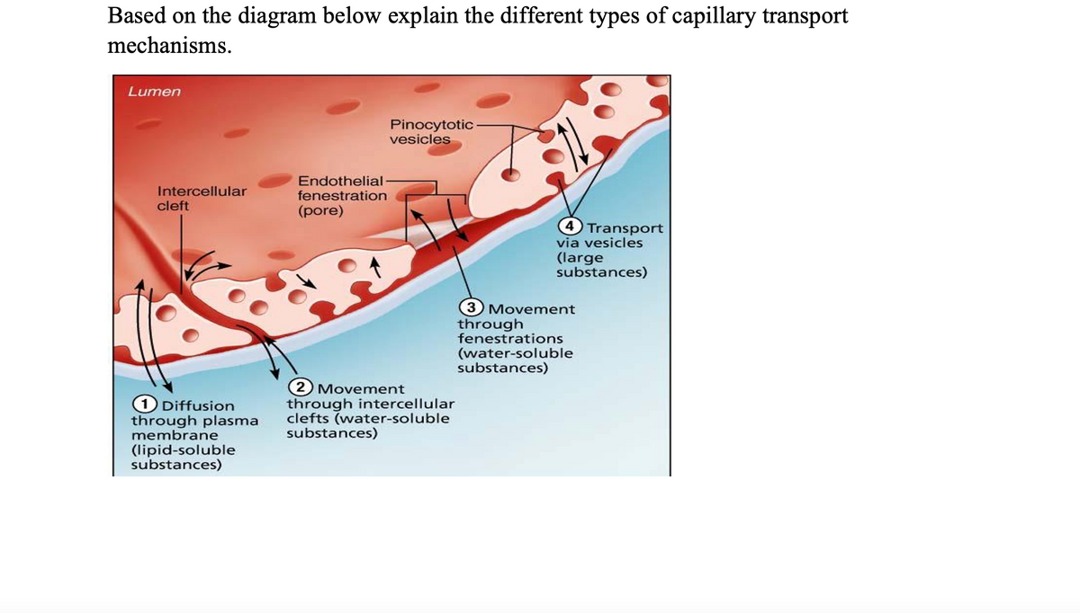 Based on the diagram below explain the different types of capillary transport
mechanisms.
Lumen
Pinocytotic-
vesicles
Intercellular
cleft
Endothelial
fenestration
(pore)
4 Transport
via vesicles
(large
substances)
3 Movement
through
fenestrations
(water-soluble
substances)
Diffusion
through plasma
membrane
2 Movement
through intercellular
clefts (water-soluble
substances)
(lipid-soluble
substances)
