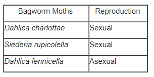 Bagworm Moths
Reproduction
Dahlica charlottae
Sexual
Siederia rupicolella
Sexual
Dahlica fennicella
Asexual
