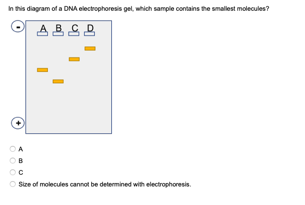 In this diagram of a DNA electrophoresis gel, which sample contains the smallest molecules?
A
В
Size of molecules cannot be determined with electrophoresis.
O O O O
