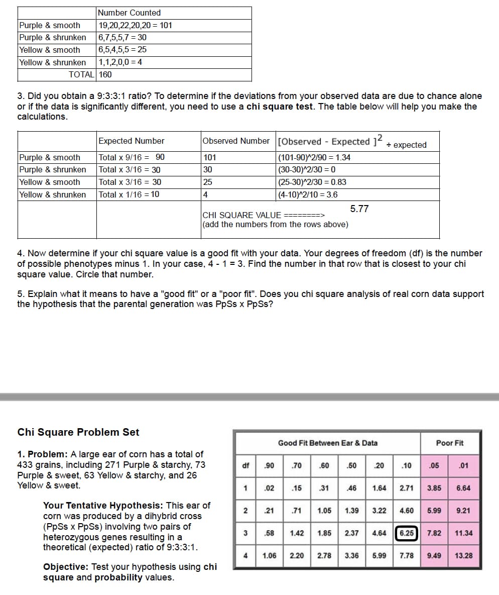 Number Counted
Purple & smooth
Purple & shrunken
Yellow & smooth
Yellow & shrunken
19,20,22,20,20 = 101
6,7,5,5,7 = 30
6,5,4,5,5 = 25
1,1,2,0,0 = 4
TOTAL 160
3. Did you obtain a 9:3:3:1 ratio? To determine if the deviations from your observed data are due to chance alone
or if the data is significantly different, you need to use a chi square test. The table below will help you make the
calculations.
Expected Number
Observed Number [Observed - Expected ]²
+ еxpected
Purple & smooth
Purple & shrunken
Total x 9/16 = 90
101
(101-90)^2/90 = 1.34
Total x 3/16 = 30
30
(30-30)^2/30 = 0
Yellow & smooth
Total x 3/16 = 30
25
(25-30)^2/30 = 0.83
Yellow & shrunken
Total x 1/16 = 10
4
|(4-10)^2/10 = 3.6
5.77
CHI SQUARE VALUE ========>
(add the numbers from the rows above)
4. Now determine if your chi square value is a good fit with your data. Your degrees of freedom (df) is the number
of possible phenotypes minus 1. In your case, 4 - 1 = 3. Find the number in that row that is closest to your chi
square value. Circle that number.
5. Explain what it means to have a "good fit" or a "poor fit". Does you chi square analysis of real corn data support
the hypothesis that the parental generation was PpSs x PpSs?
Chi Square Problem Set
Good Fit Between Ear & Data
Poor Fit
1. Problem: A large ear of corn has a total of
433 grains, including 271 Purple & starchy, 73
Purple & sweet, 63 Yellow & starchy, and 26
Yellow & sweet.
df
.90
.70
.60
.50
20
.10
.05
.01
1
.02
.15
.31
46
1.64
2.71
3.85
6.64
Your Tentative Hypothesis: This ear of
corn was produced by a dihybrid cross
(PpSs x PpSs) involving two pairs of
heterozygous genes resulting in a
theoretical (expected) ratio of 9:3:3:1.
2
.21
.71
1.05
1.39
3.22
4.60
5.99
9.21
.58
1.42
1.85
2.37
4.64
6.25
7.82
11.34
4
1.06
2.20
2.78
3.36
5.99
7.78
9.49
13.28
Objective: Test your hypothesis using chi
square and probability values.
