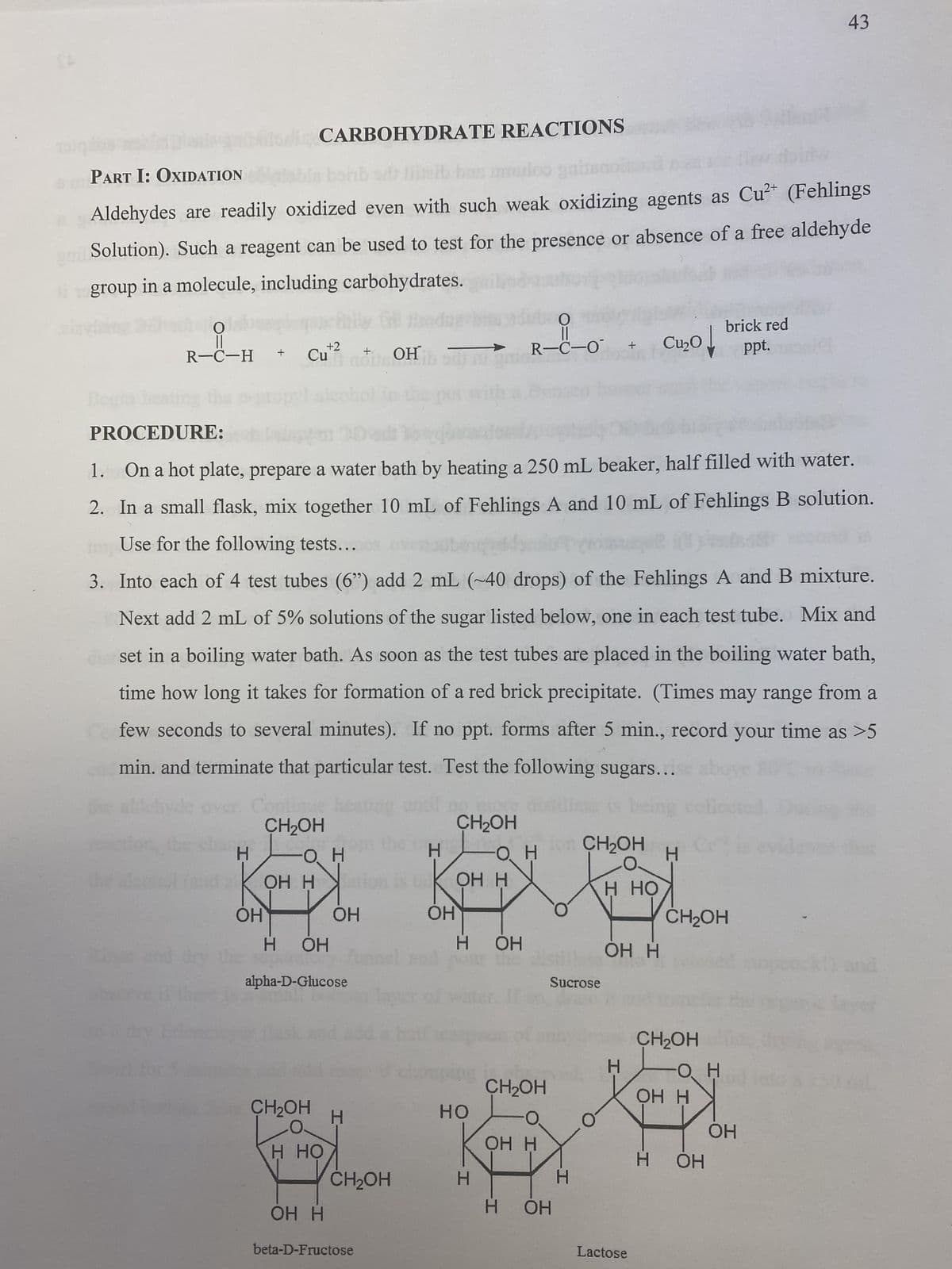 SO
||
R-C-H +
CARBOHYDRATE REACTIONS
PART I: OXIDATION
Aldehydes are readily oxidized even with such weak oxidizing agents as Cu²+ (Fehlings
Solution). Such a reagent can be used to test for the presence or absence of a free aldehyde
i group in a molecule, including carbohydrates.
alay
+2
Cu¹²
alpha-D-Glucose
CH₂OH
H HO
PROCEDURE:
1.
On a hot plate, prepare a water bath by heating a 250 mL beaker, half filled with water.
2. In a small flask, mix together 10 mL of Fehlings A and 10 mL of Fehlings B solution.
Use for the following tests...
3. Into each of 4 test tubes (6") add 2 mL (~40 drops) of the Fehlings A and B mixture.
Next add 2 mL of 5% solutions of the sugar listed below, one in each test tube. Mix and
set in a boiling water bath. As soon as the test tubes are placed in the boiling water bath,
time how long it takes for formation of a red brick precipitate. (Times may range from a
few seconds to several minutes). If no ppt. forms after 5 min., record your time as >5
min. and terminate that particular test. Test the following sugars...
being
CH₂OH
CH₂OH
H
O H
он
OH H
OH H
H HỌ
a leve
OH
OH
H OH
H OH
OH H
+ OH
H
CH₂OH
beta-D-Fructose
H
mon
CH₂OH
OH
O
||
R-C-O +
HO
H
CH₂OH
OH H
Sucrose
H OH
OH H
H
Cu₂0 ppt.
Lactose
H
CH₂OH
CH₂OH
-он
pour
brick red
OH H
H OH
43
OH