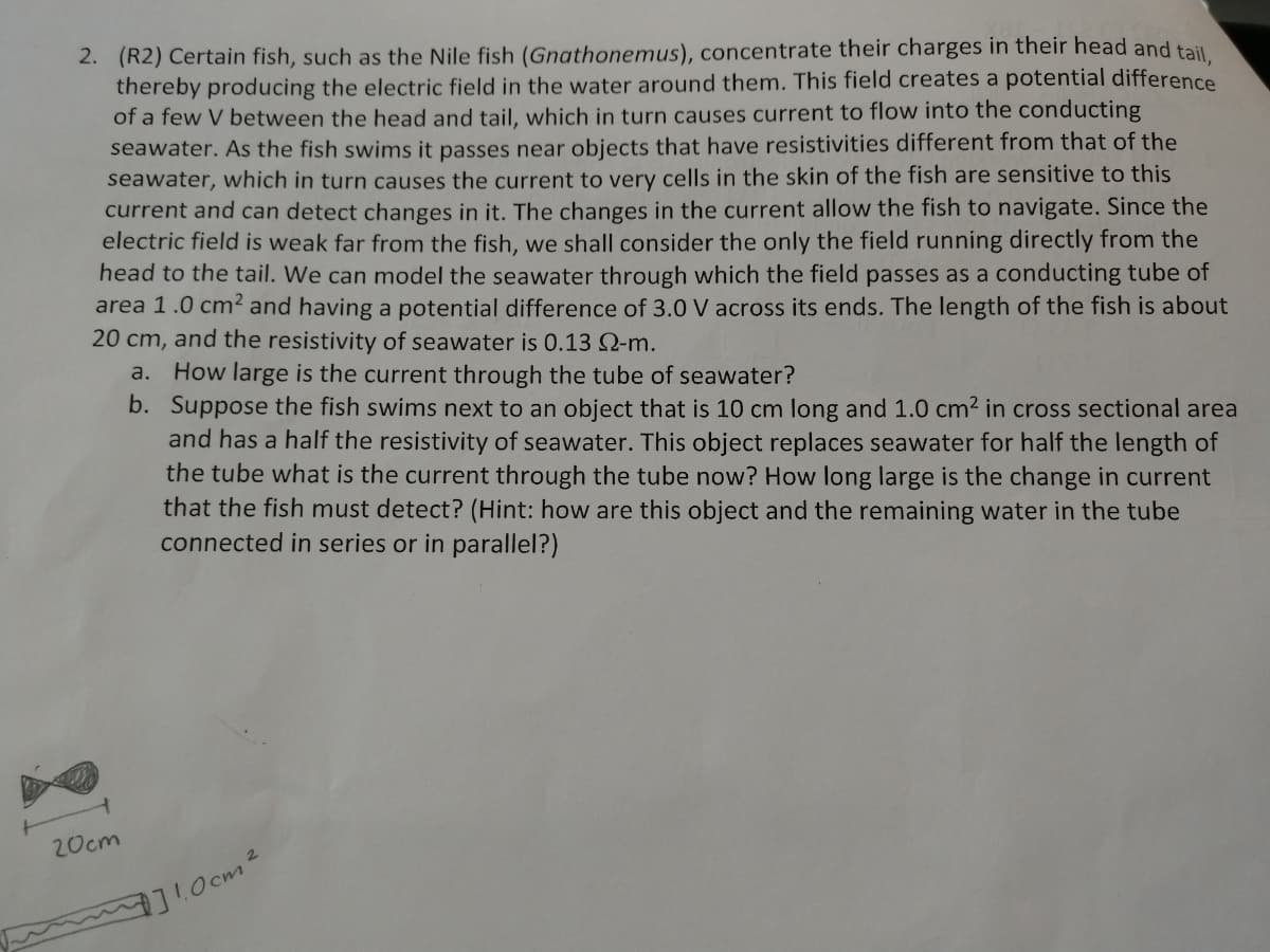 2. (R2) Certain fish, such as the Nile fish (Gnathonemus), concentrate their charges in their head and tail
thereby producing the electric field in the water around them. This field creates a potential difference
of a few V between the head and tail, which in turn causes current to flow into the conducting
seawater. AS the fish swims it passes near objects that have resistivities different from that of the
seawater, which in turn causes the current to very cells in the skin of the fish are sensitive to this
current and can detect changes in it. The changes in the current allow the fish to navigate. Since the
electric field is weak far from the fish, we shall consider the only the field running directly from the
head to the tail. We can model the seawater through which the field passes as a conducting tube of
area 1.0 cm2 and having a potential difference of 3.0 V across its ends. The length of the fish is about
20 cm, and the resistivity of seawater is 0.13 Q-m.
a. How large is the current through the tube of seawater?
b. Suppose the fish swims next to an object that is 10 cm long and 1.0 cm² in cross sectional area
and has a half the resistivity of seawater. This object replaces seawater for half the length of
the tube what is the current through the tube now? How long large is the change in current
that the fish must detect? (Hint: how are this object and the remaining water in the tube
connected in series or in parallel?)
20cm
:0cm2
