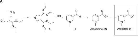 -NH,
HCI
он
CI
'N'
6.
Arecaidine (2)
Arecoline (1)
