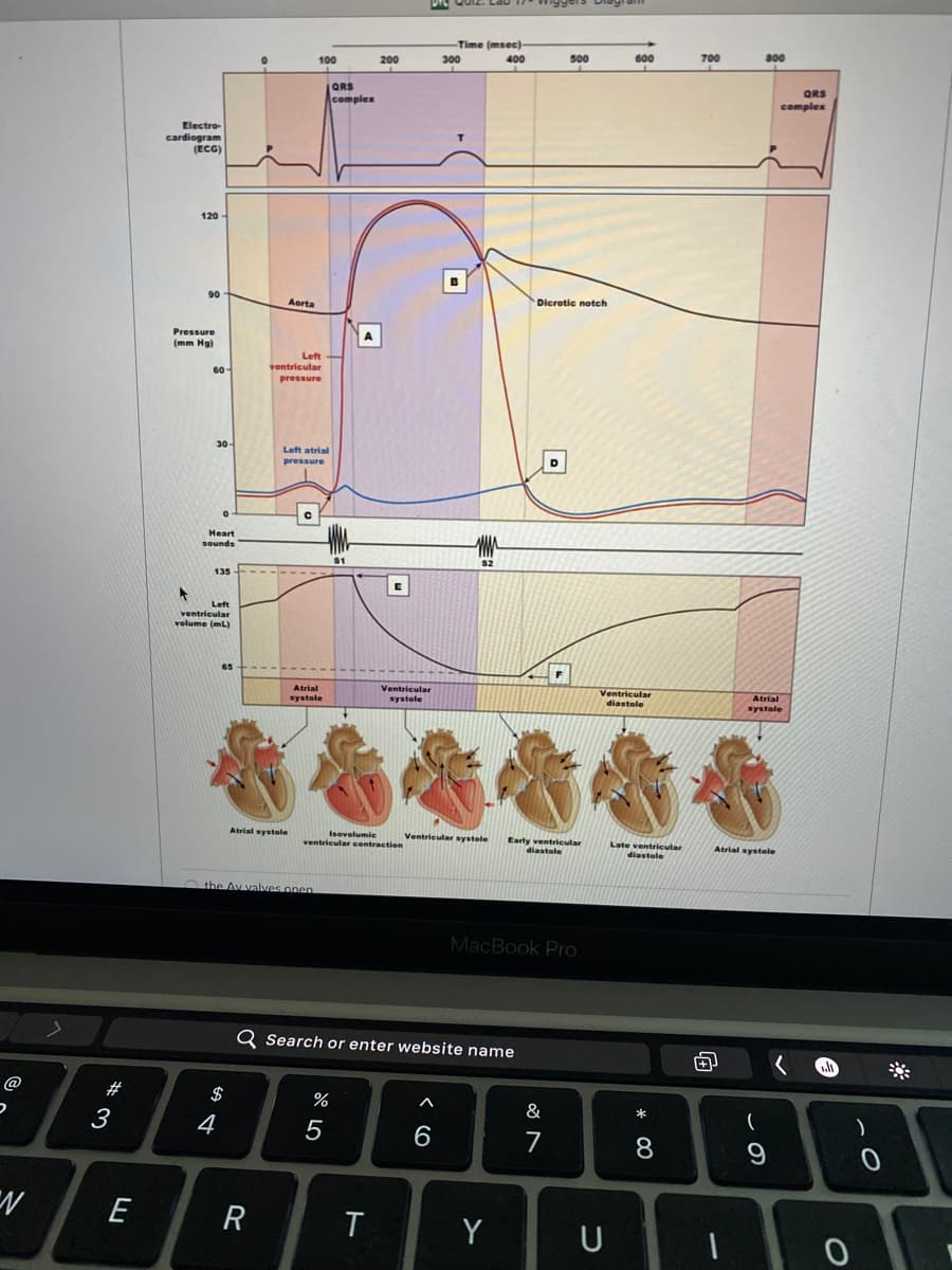 Time (msec)
600
700
800
300
400
500
100
200
QRS
complex
QRS
complex
Electro-
cardiogram
(ECG)
120 -
B
90
Dicrotic notch
Aorta
Pressure
A
(mm Hg)
Left
ventricular
60-
pressure
30-
Left atrial
D
pressure
Heart
sounds
S1
S2
135
Left
ventricular
volume (mL)
Ventricular
systole
Ventricular
diastole
Atrial
Atrial
systole
systole
Atrial systole
Isovolumic
ventricular contraction
Ventricular systole
Early ventricular
diastole
Late ventricular
diastole
Atrial systele
the Av valves open
MacBook Pro
Q Search or enter website name
@
#
$
%
&
*
3
4
7
8
E
R
Y
U
